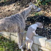 Aristotle "Aris", a male Whippet for sale in Copper Canyon, TX – Photo 2 of 10