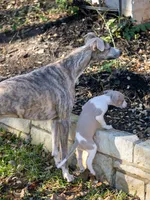 processed/87a1fdf3-7090-4c2a-be49-adca8dd1d216/listing/9708a5a9-da16-4eed-b310-7430ca3e3e15/d120307a-c568-446b-9b8f-1b3ecf289aa1