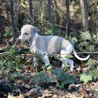 Aristotle "Aris", a male Whippet for sale in Copper Canyon, TX – Photo 3 of 10
