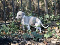 processed/87a1fdf3-7090-4c2a-be49-adca8dd1d216/listing/9708a5a9-da16-4eed-b310-7430ca3e3e15/ef2a600a-aa35-47fe-a237-758e8c1873a3