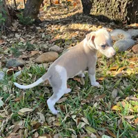 Aristotle "Aris", a male Whippet for sale in Copper Canyon, TX – Photo 4 of 10
