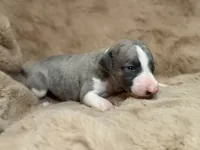 Aurelius “Arie”, a male Whippet for sale in Copper Canyon, TX – Photo 8 of 9