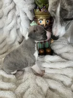 Aurelius “Arie”, a male Whippet for sale in Copper Canyon, TX – Photo 1 of 9