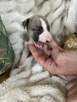 Aurelius “Arie”, a male Whippet for sale in Copper Canyon, TX – Photo 2 of 9