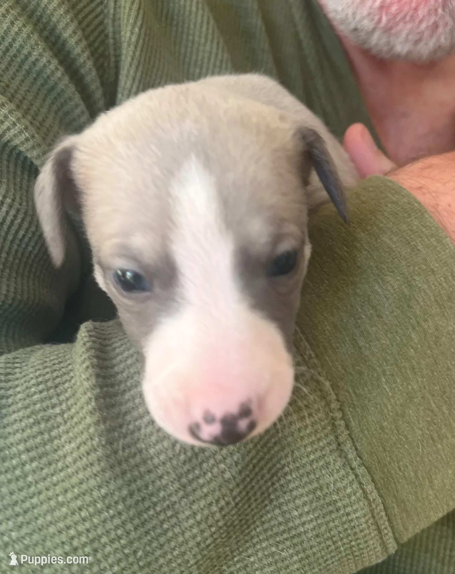 Aurelius “Arie”, a male Whippet for sale in Copper Canyon, TX – Photo 5 of 9