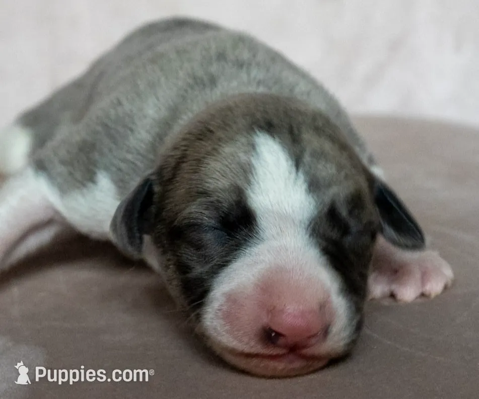 Aurelius “Arie”, a male Whippet for sale in Copper Canyon, TX – Photo 7 of 9