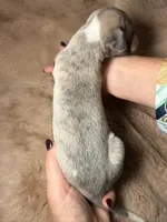 Aurelius “Arie”, a male Whippet for sale in Copper Canyon, TX – Photo 6 of 9