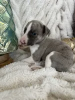 Aurelius “Arie”, a male Whippet for sale in Copper Canyon, TX – Photo 3 of 9