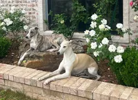 Persephone "Percy", a female Whippet for sale in Copper Canyon, TX – Photo 8 of 8