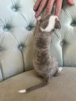 Persephone "Percy", a female Whippet for sale in Copper Canyon, TX – Photo 6 of 8