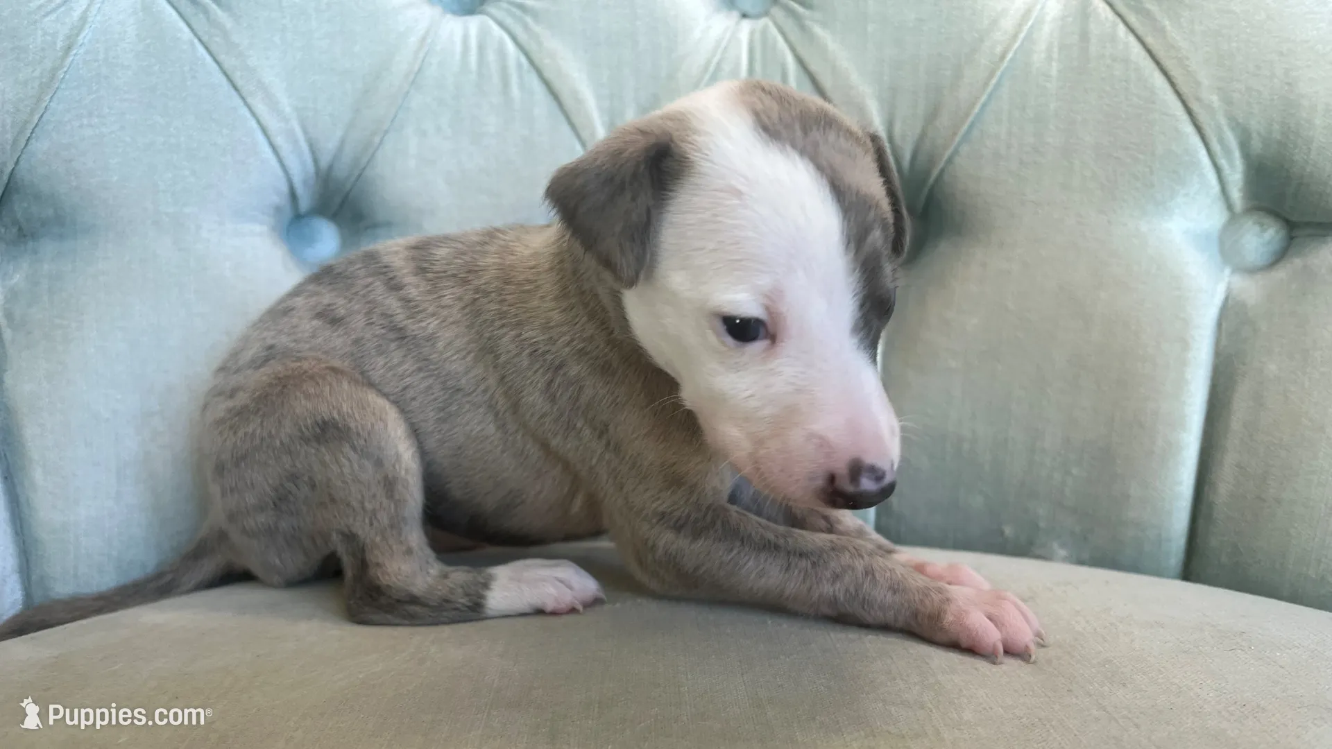 Persephone "Percy", a female Whippet for sale in Copper Canyon, TX – Photo 3 of 8