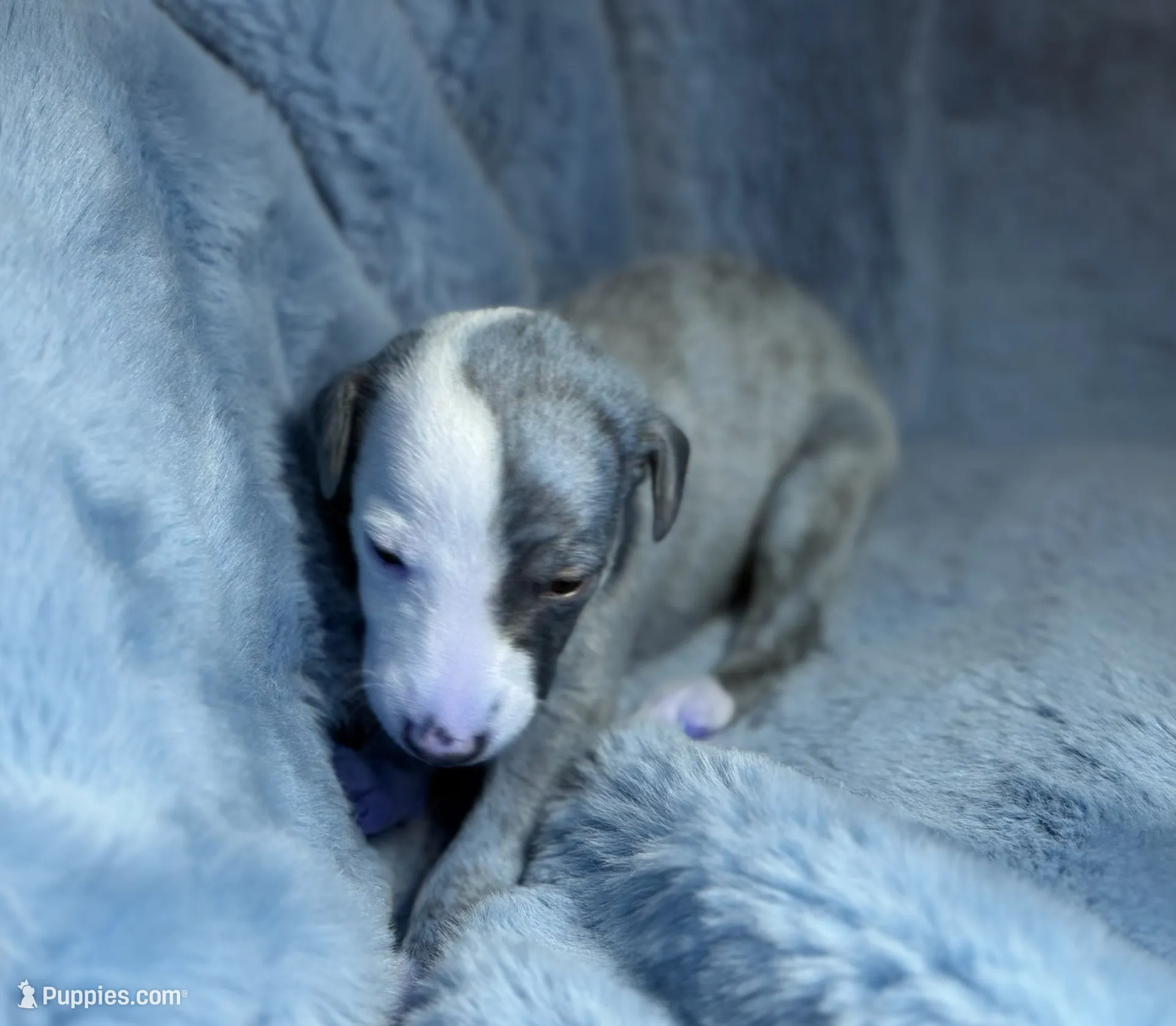 Persephone "Percy", a female Whippet for sale in Copper Canyon, TX – Photo 4 of 8