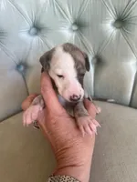 Persephone "Percy", a female Whippet for sale in Copper Canyon, TX – Photo 5 of 8