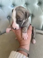 Persephone "Percy", a female Whippet for sale in Copper Canyon, TX – Photo 2 of 8