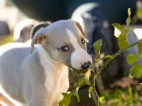 Thea, a female Whippet for sale in Copper Canyon, TX – Photo 1 of 6