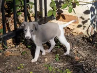 Thea, a female Whippet for sale in Copper Canyon, TX – Photo 4 of 6