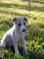 Thea, a female Whippet for sale in Copper Canyon, TX – Photo 2 of 6