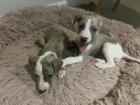 Thea, a female Whippet for sale in Copper Canyon, TX – Photo 6 of 6