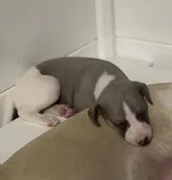 Thea, a female Whippet for sale in Copper Canyon, TX – Photo 5 of 6