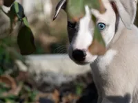 Thea, a female Whippet for sale in Copper Canyon, TX – Photo 3 of 6