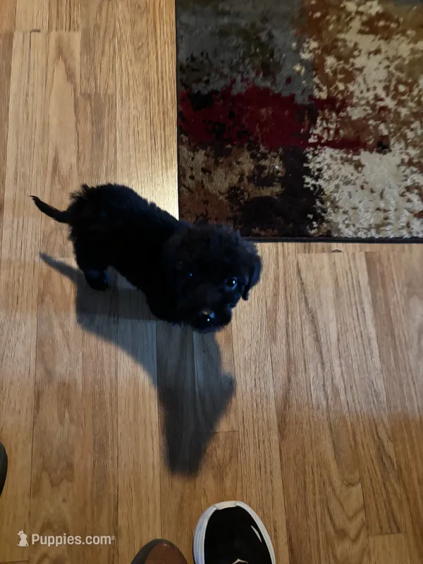Luna – Labradoodle puppy for sale in Glenpool, OK