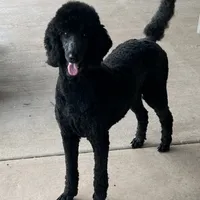 Star, a female Poodle - Standard  for sale in Walhalla, SC – Photo 1 of 2