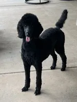 Star, a female Poodle - Standard  for sale in Walhalla, SC – Photo 1 of 2