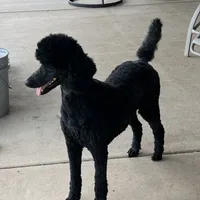 Star, a female Poodle - Standard  for sale in Walhalla, SC – Photo 2 of 2