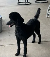 Star, a female Poodle - Standard  for sale in Walhalla, SC – Photo 2 of 2