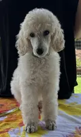 Demi-Jo, a female Poodle - Standard  for sale in Walhalla, SC – Photo 5 of 10