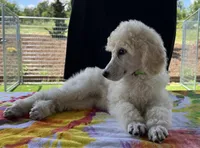 Demi-Jo, a female Poodle - Standard  for sale in Walhalla, SC – Photo 8 of 10