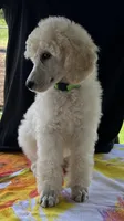 Demi-Jo, a female Poodle - Standard  for sale in Walhalla, SC – Photo 4 of 10