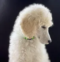 Demi-Jo, a female Poodle - Standard  for sale in Walhalla, SC – Photo 2 of 10