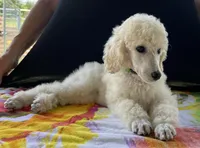 Demi-Jo, a female Poodle - Standard  for sale in Walhalla, SC – Photo 9 of 10