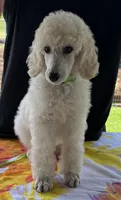 Demi-Jo, a female Poodle - Standard  for sale in Walhalla, SC – Photo 3 of 10