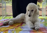 Demi-Jo, a female Poodle - Standard  for sale in Walhalla, SC – Photo 7 of 10