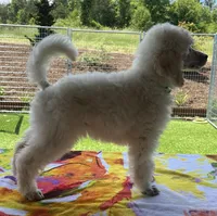Demi-Jo, a female Poodle - Standard  for sale in Walhalla, SC – Photo 10 of 10