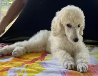 Demi-Jo, a female Poodle - Standard  for sale in Walhalla, SC – Photo 6 of 10