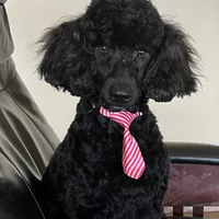 Micah, a male Poodle - Miniature  for sale in Walhalla, SC – Photo 1 of 3