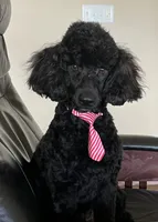 Micah, a male Poodle - Miniature  for sale in Walhalla, SC – Photo 1 of 3