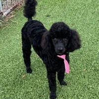 Micah, a male Poodle - Miniature  for sale in Walhalla, SC – Photo 3 of 3