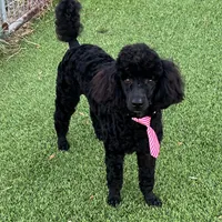 Micah, a male Poodle - Miniature  for sale in Walhalla, SC – Photo 2 of 3