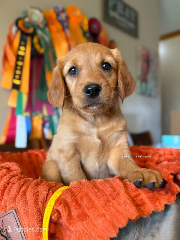 Dark golden pup!  – Golden Retriever puppy for sale in Gillette, WY