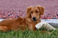 AKC Started Puppy, a male Golden Retriever for sale in Gillette, WY – 2 of 5