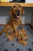 Fox red male puppy! , a male Labrador Retriever for sale in Gillette, WY – Photo 2 of 4