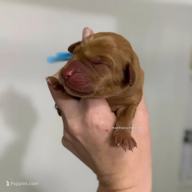 Fox red male puppy!  – Labrador Retriever puppy for sale in Gillette, WY