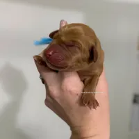 Fox red male puppy! , a male Labrador Retriever for sale in Gillette, WY – Photo 1 of 4