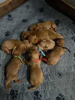 Fox red male puppy! , a male Labrador Retriever for sale in Gillette, WY – Photo 4 of 4