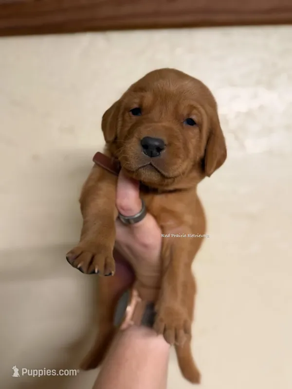 Fox red male puppy!  – Labrador Retriever puppy for sale in Gillette, WY