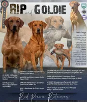 Fox red male puppy! , a male Labrador Retriever for sale in Gillette, WY – Photo 3 of 4